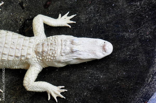 Obraz Alligator albino