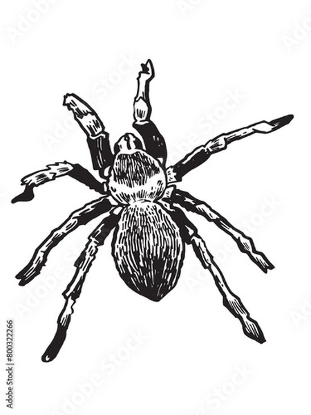 Obraz Graphical spider tarantula on white background, black and white illustration, tattoo design	