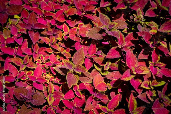 Obraz red plant leaves background, top view. Nature spring concept