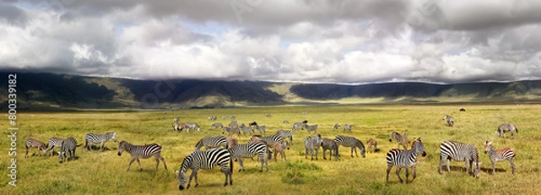 Obraz Herd of zebras in the Ngorongoro Crater. Africa. Tanzania. Banner format.