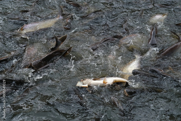 Fototapeta Fish in the pond for cooking