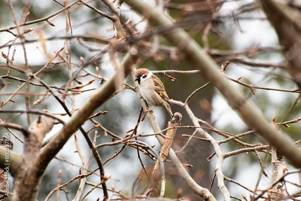 Fototapeta robin on branch