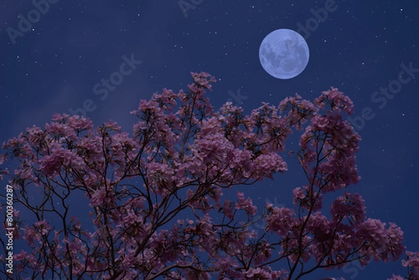 Fototapeta Full moon with flower tree branches in the night.