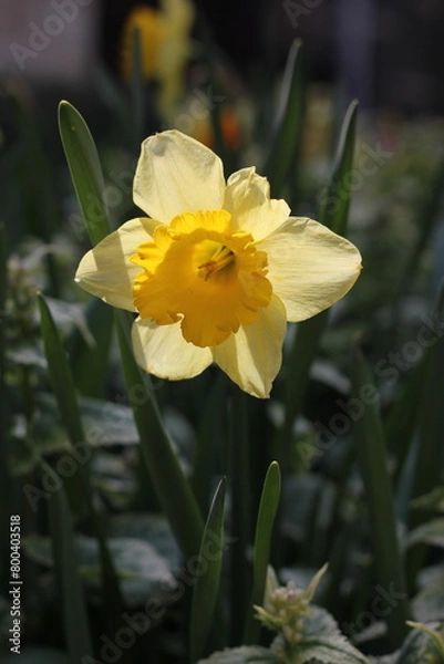 Obraz yellow daffodil flower