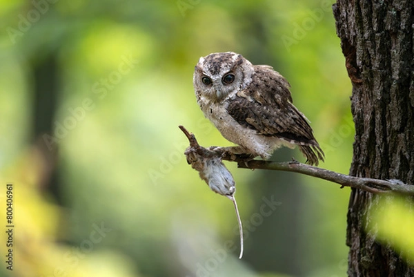 Fototapeta The Indian scops owl (Otus bakkamoena)