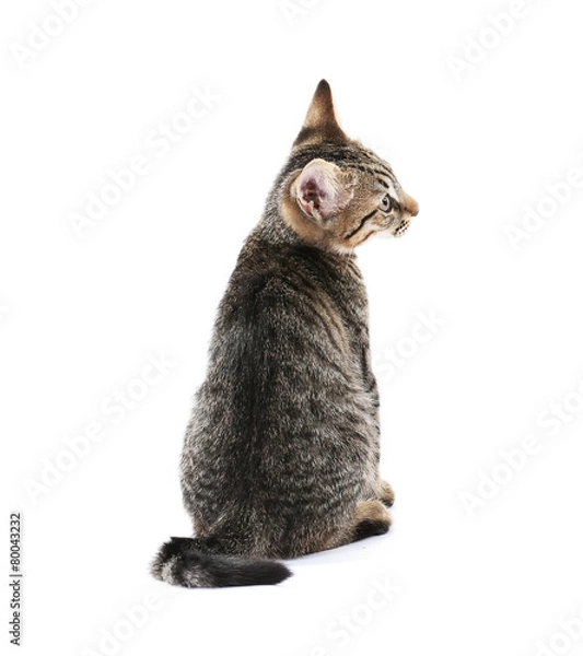 Fototapeta Cute kitten isolated on white