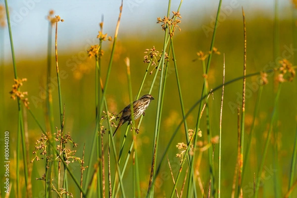 Obraz Song sparrow on grass