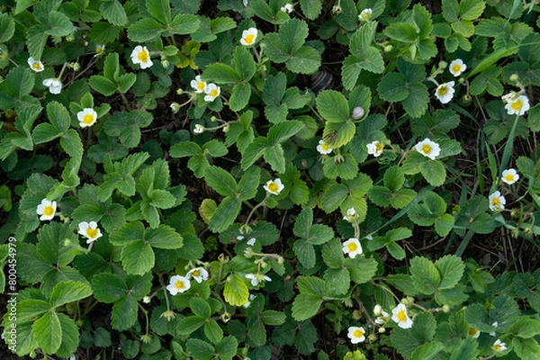 Fototapeta A field of blooming strawberries