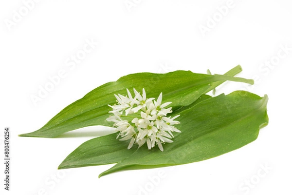 Obraz Bärlauchblätter mit Blüten auf weißem Hintergrund