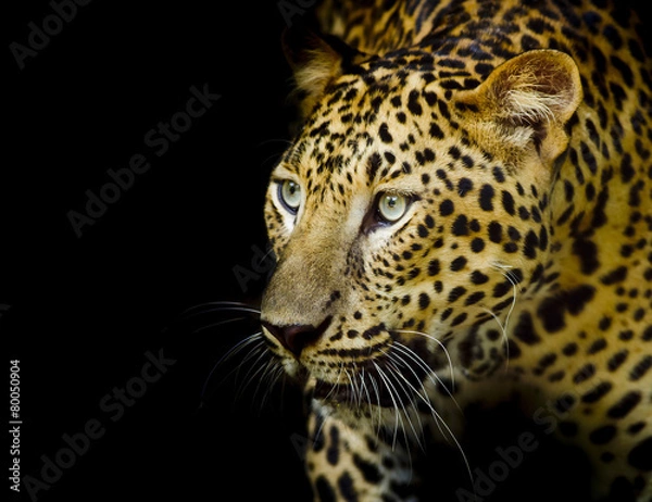 Obraz Leopard portrait