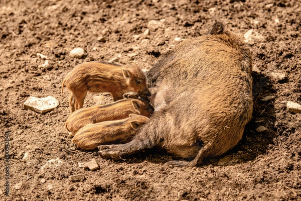 Obraz Locha I młode 