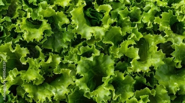 Fototapeta A full background of fresh green lettuce, displaying its vibrant leaves and crisp texture