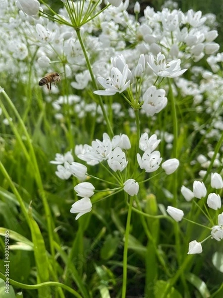 Obraz lily of the valley