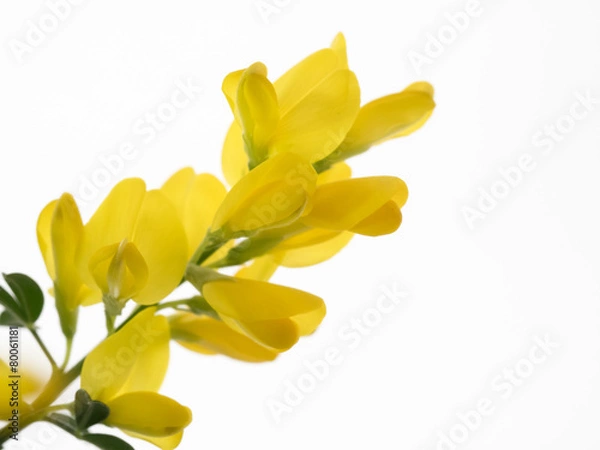 Obraz ハーブの金雀枝