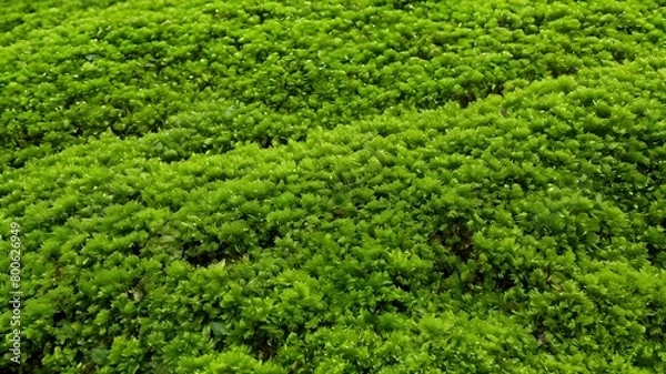 Fototapeta Dark green moss texture