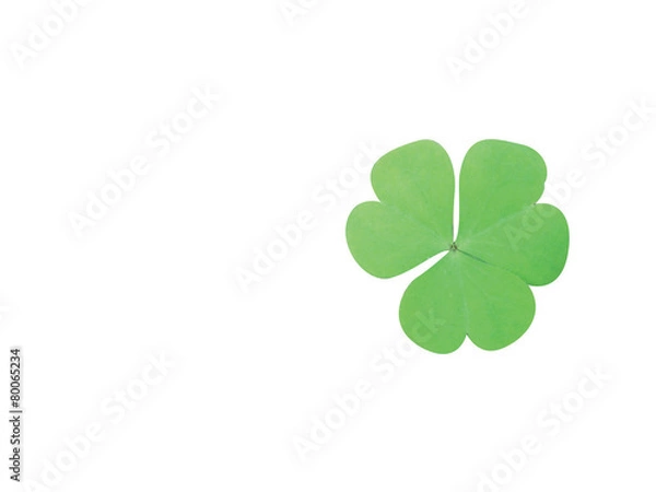 Obraz 식물이미지