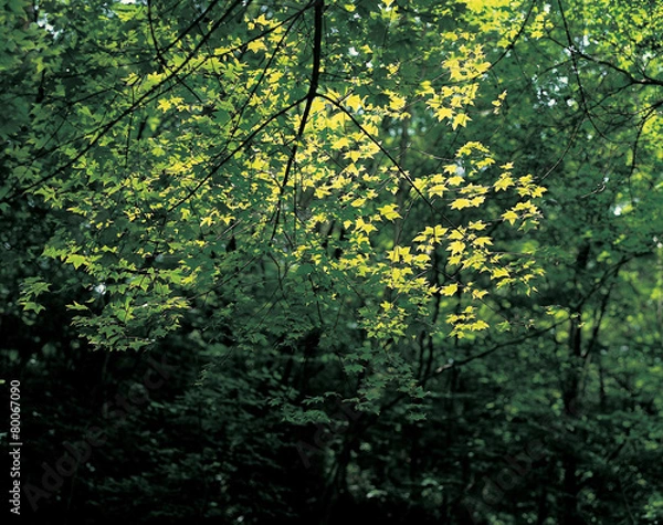 Fototapeta 나무와 숲