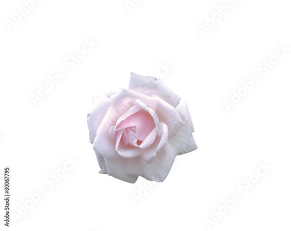 Obraz 식물이미지