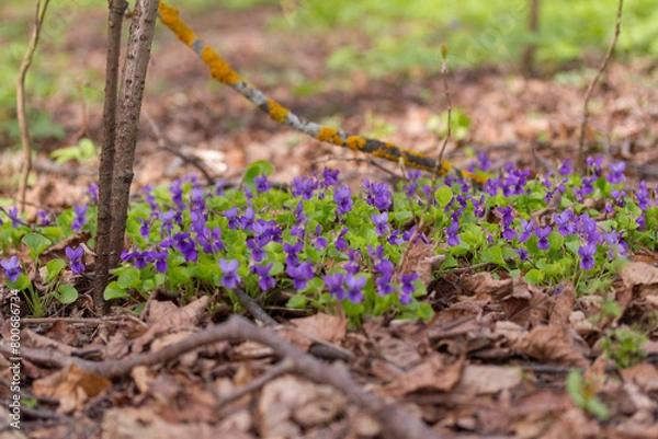Obraz Blooming violets in spring forest (Viola odorata)