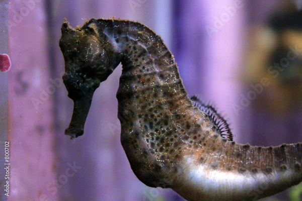Obraz sea horse