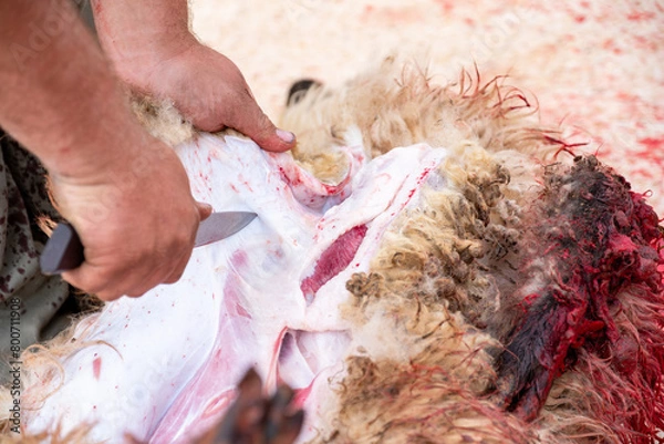 Obraz A sheep's neck is being cutted and it is blood is on ground as sacrifice for allah on eid al adha