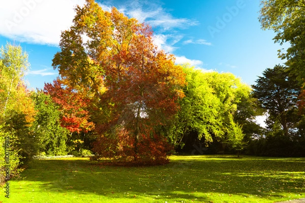 Fototapeta autumn landscape with trees