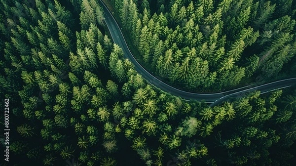 Fototapeta Drone eye view of a winding forest road, journey through the serene green pine landscape