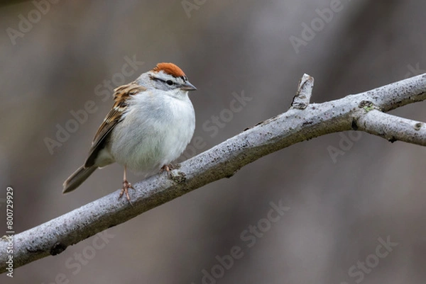 Fototapeta chipping sparrow (Spizella passerina) singing in spring
