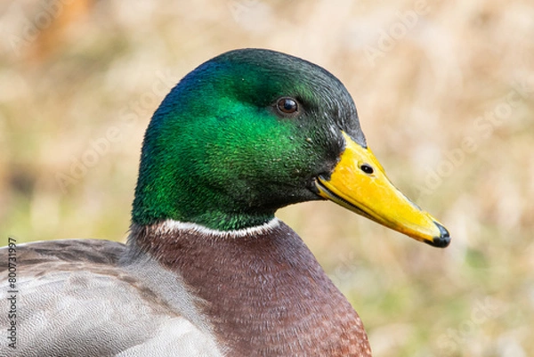 Obraz Mallard Duck