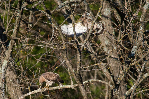 Fototapeta hawk in a tree