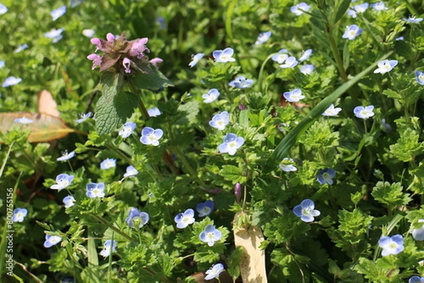 Obraz 春の風景　オオイヌノフグリ