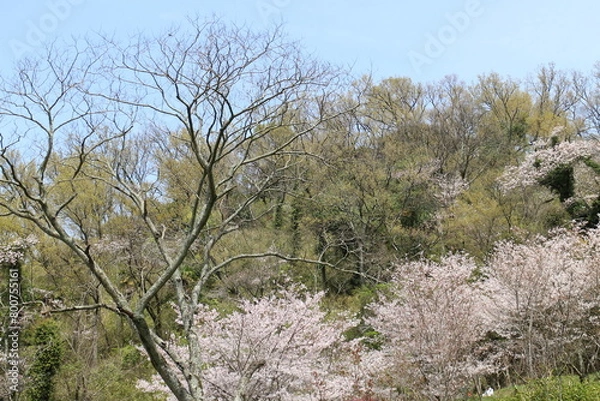 Obraz 春の風景　山