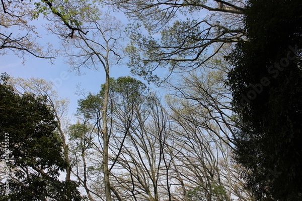 Obraz 春の風景　山