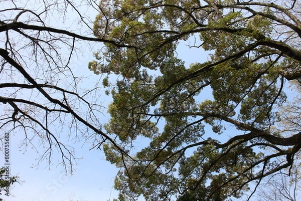 Obraz 春の風景　山