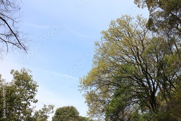 Obraz 春の風景　山