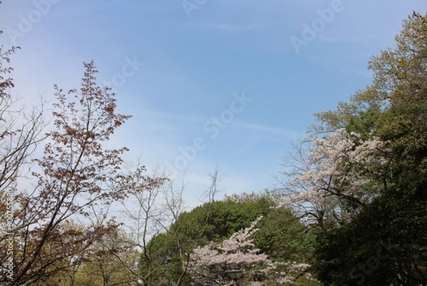 Obraz 春の風景　山