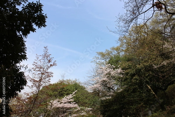 Obraz 春の風景　山