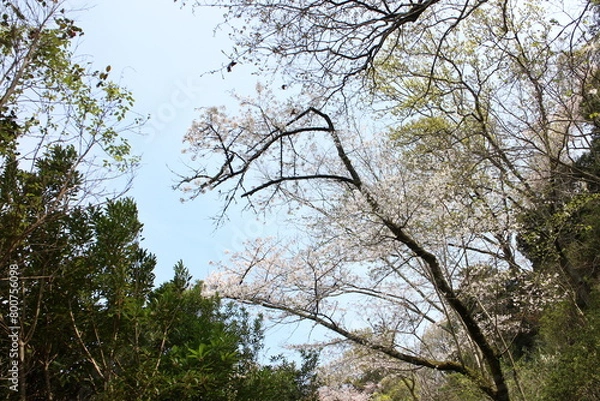 Obraz 春の風景　山