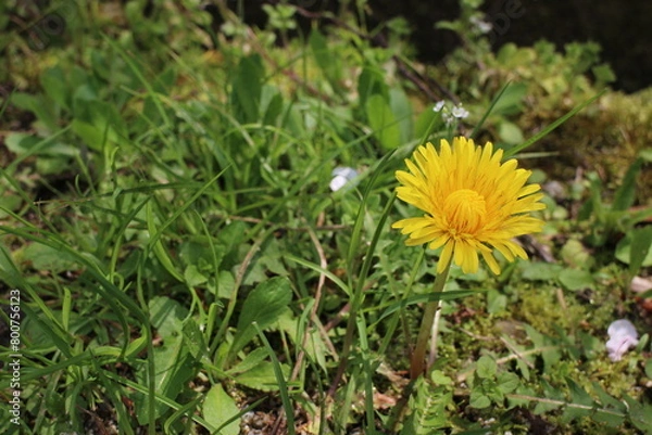 Obraz 春の風景　タンポポ