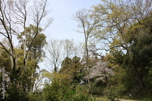 Obraz 春の風景　山