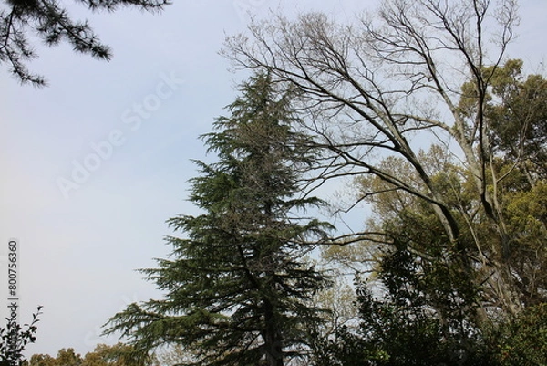 Obraz 春の風景　山