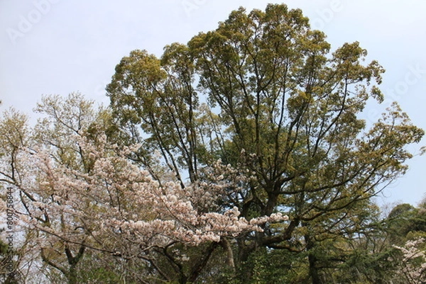 Obraz 春の風景　山