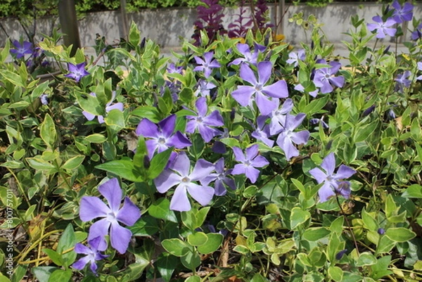 Obraz 春の風景　ツルニチニチソウ