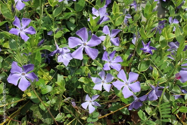 Obraz 春の風景　ツルニチニチソウ