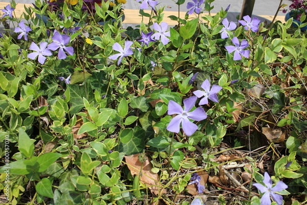 Obraz 春の風景　ツルニチニチソウ