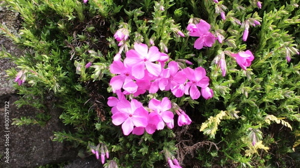 Obraz 春の風景　芝桜