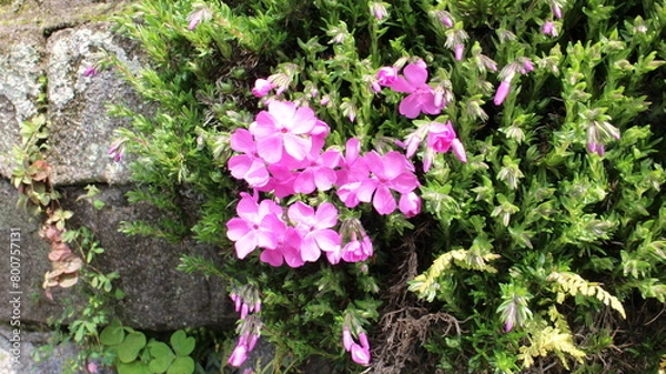 Obraz 春の風景　芝桜