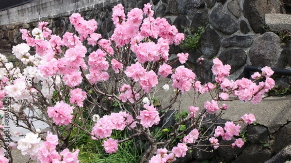 Obraz 春の風景　八重桜