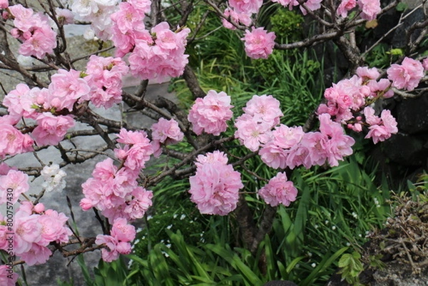 Obraz 春の風景　八重桜