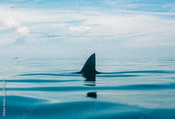 Fototapeta Shark fin on ocean surface in cloudy clear sky